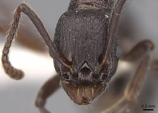 Myrmica boltoni specimen CASENT0922777 image casent0922777_2