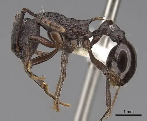 Myrmica boltoni specimen CASENT0922777 image casent0922777_3