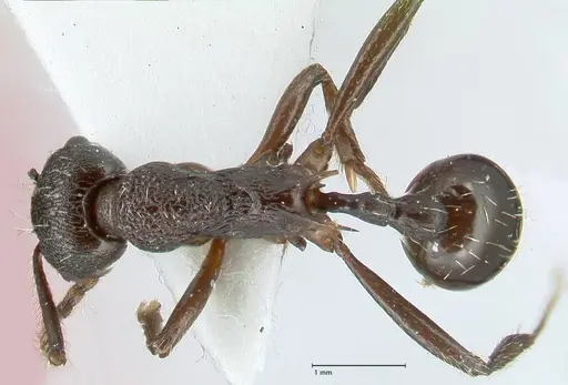 Myrmica boltoni specimen FOCOL1831 image focol1831_1