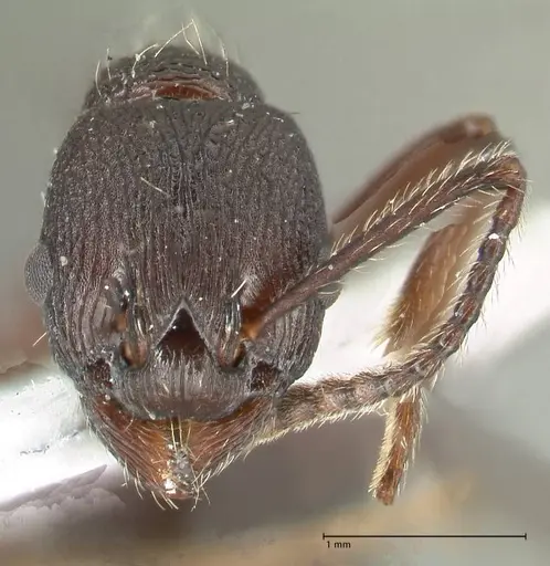 Myrmica boltoni specimen FOCOL1831 image focol1831_2