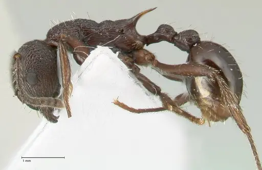 Myrmica boltoni specimen FOCOL1831 image focol1831_3