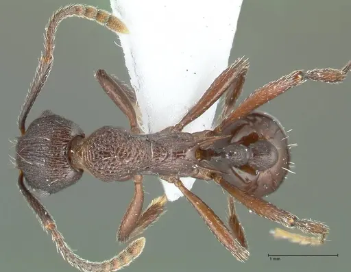 Myrmica boltoni specimen FOCOL1832 image focol1832_1