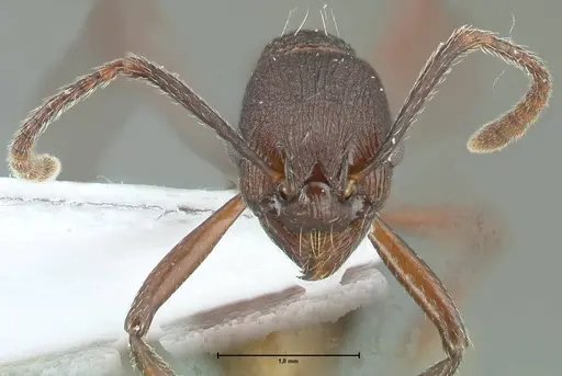 Myrmica boltoni specimen FOCOL1832 image focol1832_2
