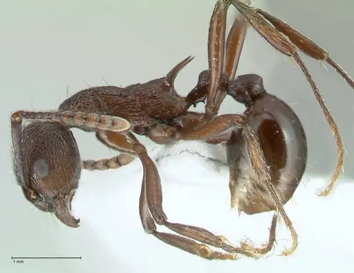 Myrmica boltoni specimen FOCOL1832 image focol1832_3