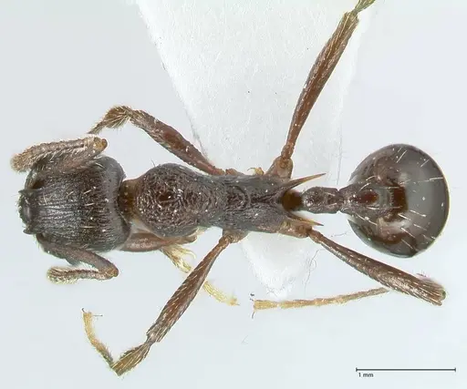 Myrmica boltoni specimen FOCOL1833 image focol1833_1