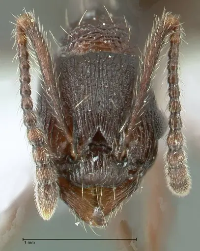 Myrmica boltoni specimen FOCOL1833 image focol1833_2