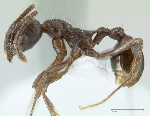 Myrmica boltoni specimen FOCOL1833 image focol1833_3