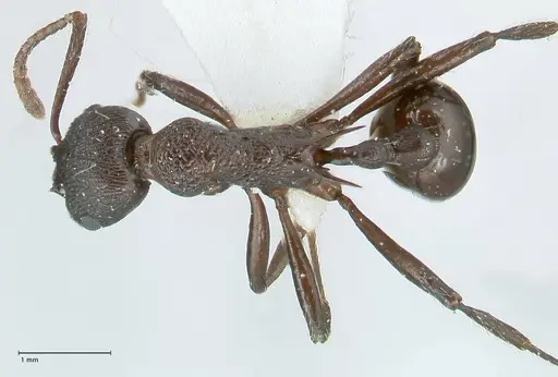 Myrmica boltoni specimen FOCOL1834 image focol1834_1
