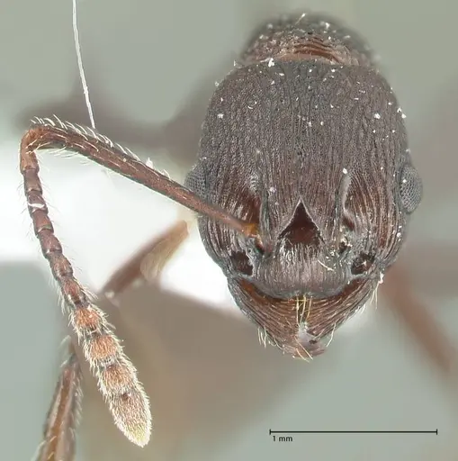 Myrmica boltoni specimen FOCOL1834 image focol1834_2