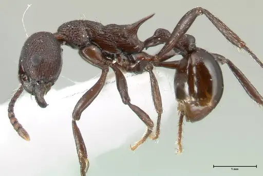 Myrmica boltoni specimen FOCOL1834 image focol1834_3