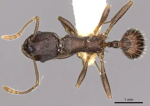 Myrmica brancuccii specimen CASENT0900337 image casent0900337_1