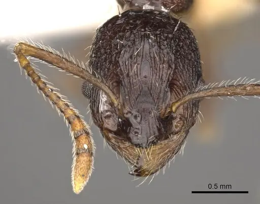 Myrmica brancuccii specimen CASENT0900337 image casent0900337_2