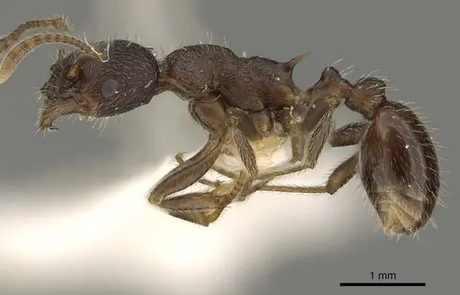 Myrmica brancuccii specimen CASENT0900337 image casent0900337_3