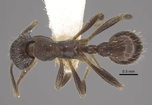 Myrmica brancuccii specimen CASENT0917699 image casent0917699_1