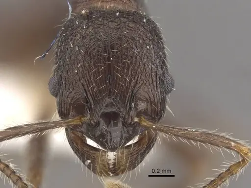 Myrmica brancuccii specimen CASENT0917699 image casent0917699_2