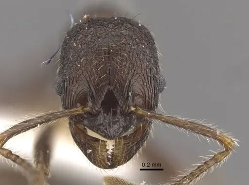Myrmica brancuccii specimen CASENT0917699 image casent0917699_3