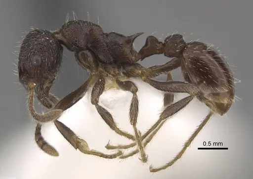 Myrmica brancuccii specimen CASENT0917699 image casent0917699_4