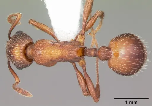 Myrmica brevispinosa specimen CASENT0104831 image casent0104831_1