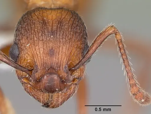 Myrmica brevispinosa specimen CASENT0104831 image casent0104831_2
