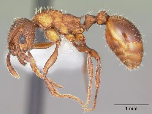 Myrmica brevispinosa specimen CASENT0104831 image casent0104831_3