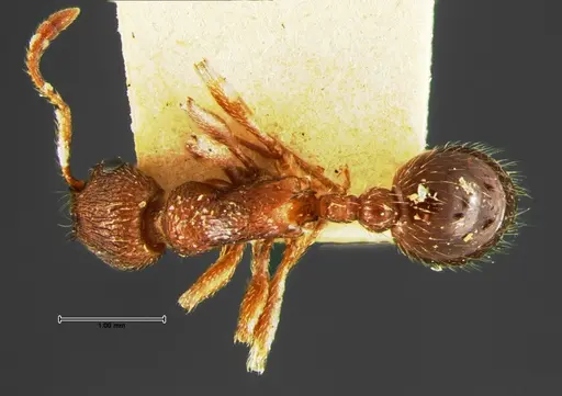 Myrmica brevispinosa specimen CASENT0105641 image casent0105641_1