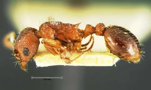 Myrmica brevispinosa specimen CASENT0105641 image casent0105641_3