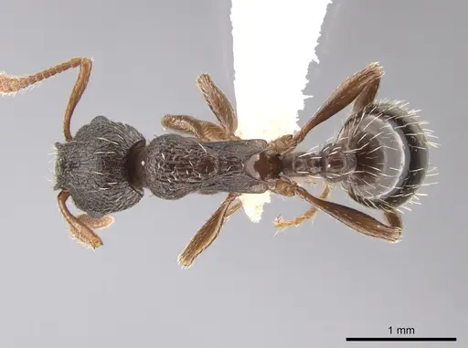 Myrmica brevispinosa specimen CASENT0644054 image casent0644054_1