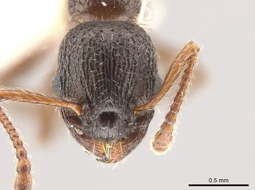 Myrmica brevispinosa specimen CASENT0644054 image casent0644054_2