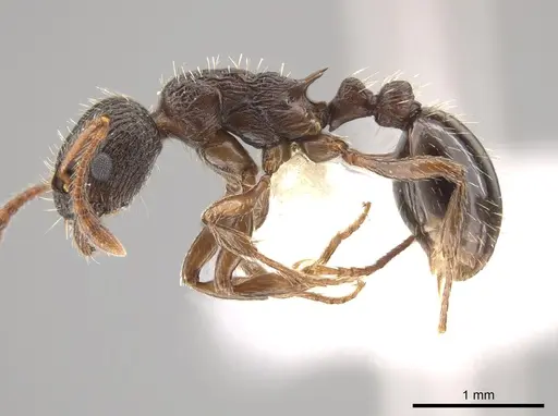 Myrmica brevispinosa specimen CASENT0644054 image casent0644054_3