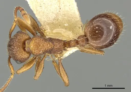 Myrmica brevispinosa specimen CASENT0900345 image casent0900345_1