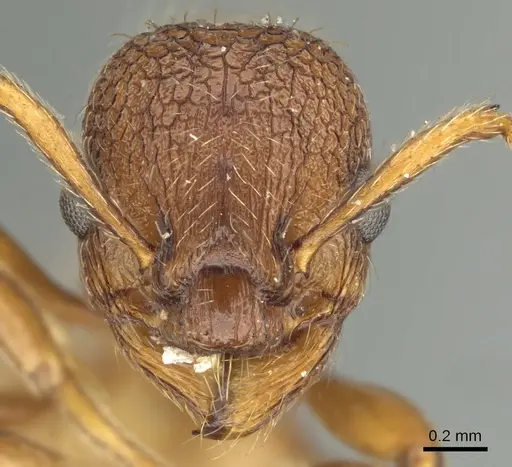 Myrmica brevispinosa specimen CASENT0900345 image casent0900345_2