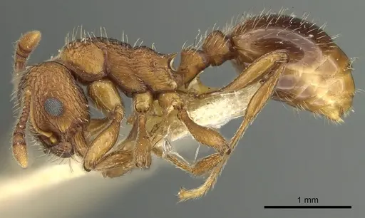 Myrmica brevispinosa specimen CASENT0900345 image casent0900345_3