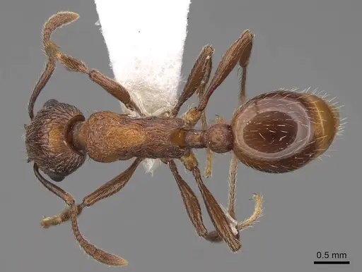 Myrmica brevispinosa specimen CASENT0922745 image casent0922745_1