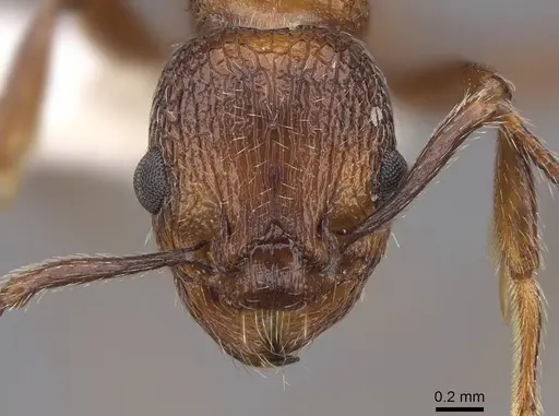Myrmica brevispinosa specimen CASENT0922745 image casent0922745_2
