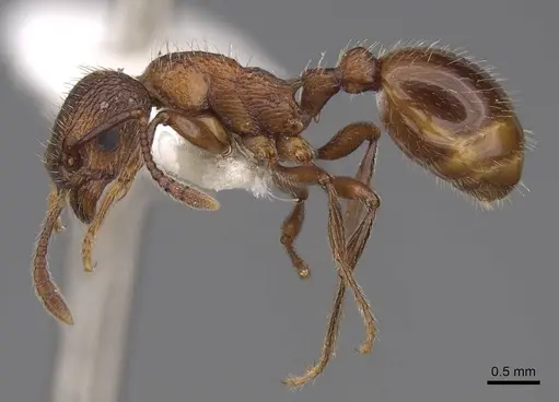 Myrmica brevispinosa specimen CASENT0922745 image casent0922745_3