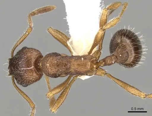 Myrmica cachmiriensis specimen CASENT0280835 image casent0280835_1