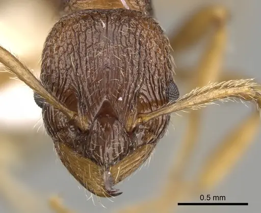 Myrmica cachmiriensis specimen CASENT0280835 image casent0280835_2