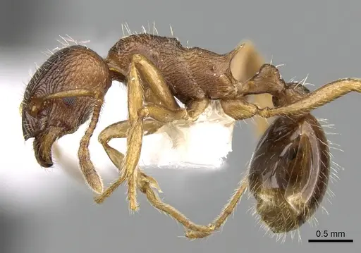Myrmica cachmiriensis specimen CASENT0280835 image casent0280835_3