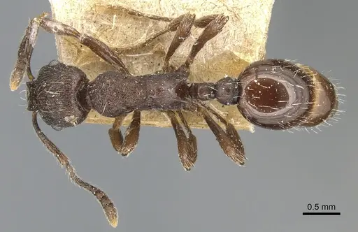 Myrmica cachmiriensis specimen CASENT0904092 image casent0904092_1