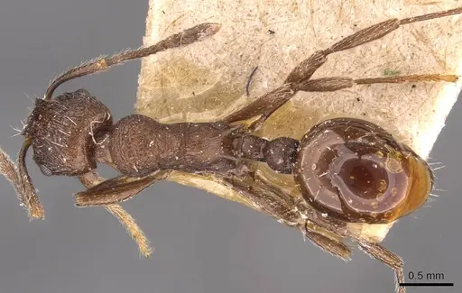 Myrmica cachmiriensis specimen CASENT0907660 image casent0907660_1