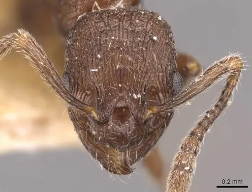 Myrmica cachmiriensis specimen CASENT0907660 image casent0907660_2