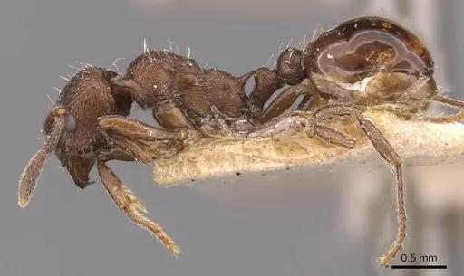 Myrmica cachmiriensis specimen CASENT0907660 image casent0907660_3