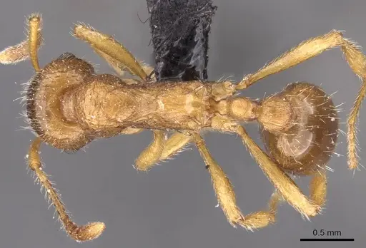 Myrmica cachmiriensis specimen CASENT0907661 image casent0907661_1