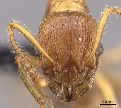 Myrmica cachmiriensis specimen CASENT0907661 image casent0907661_2
