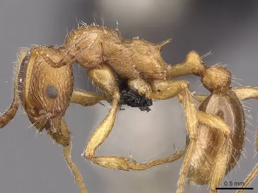 Myrmica cachmiriensis specimen CASENT0907661 image casent0907661_3