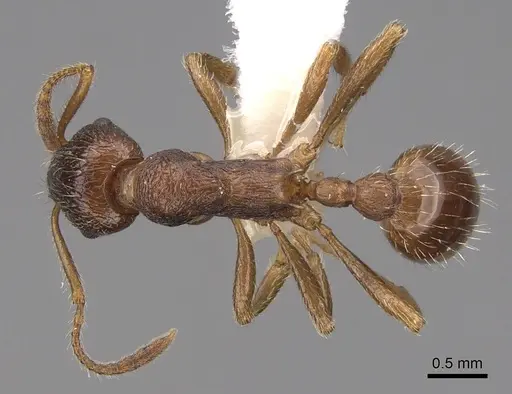 Myrmica cachmiriensis specimen CASENT0922779 image casent0922779_1
