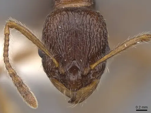 Myrmica cachmiriensis specimen CASENT0922779 image casent0922779_2