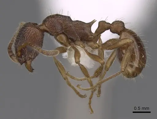 Myrmica cachmiriensis specimen CASENT0922779 image casent0922779_3