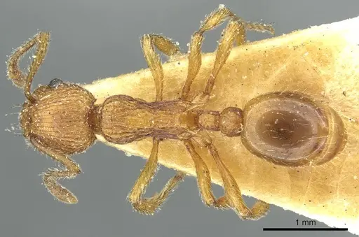 Myrmica cagnianti specimen CASENT0913062 image casent0913062_1