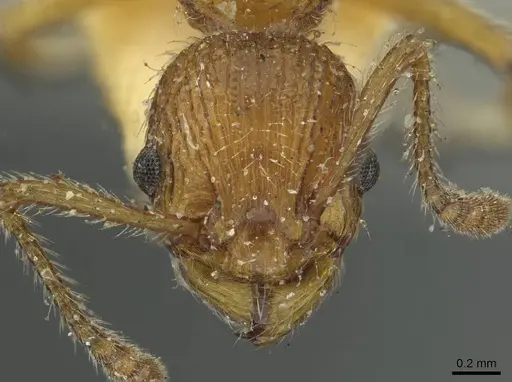 Myrmica cagnianti specimen CASENT0913062 image casent0913062_2